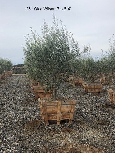 Photo for Olea europaea 'Fruitless' (Low Branch) (Fruitless Olive)