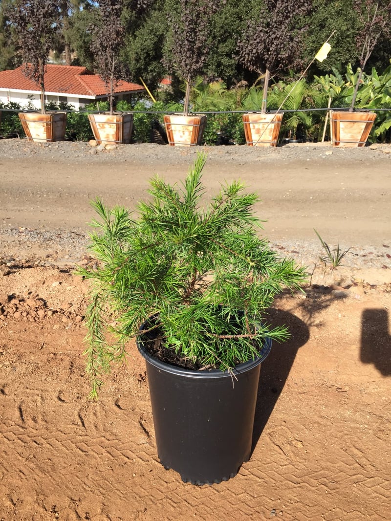 Photo for Grevillea 'Noelii' (Noelii Grevillea)