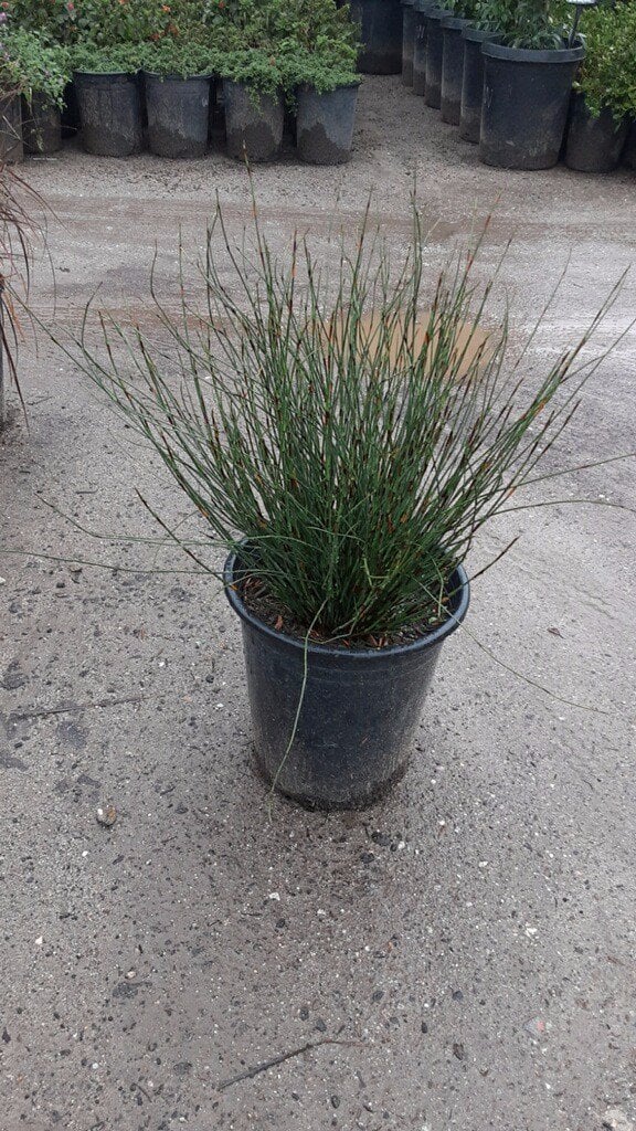 Photo for Chondropetalum tectorum (Small Cape Rush)