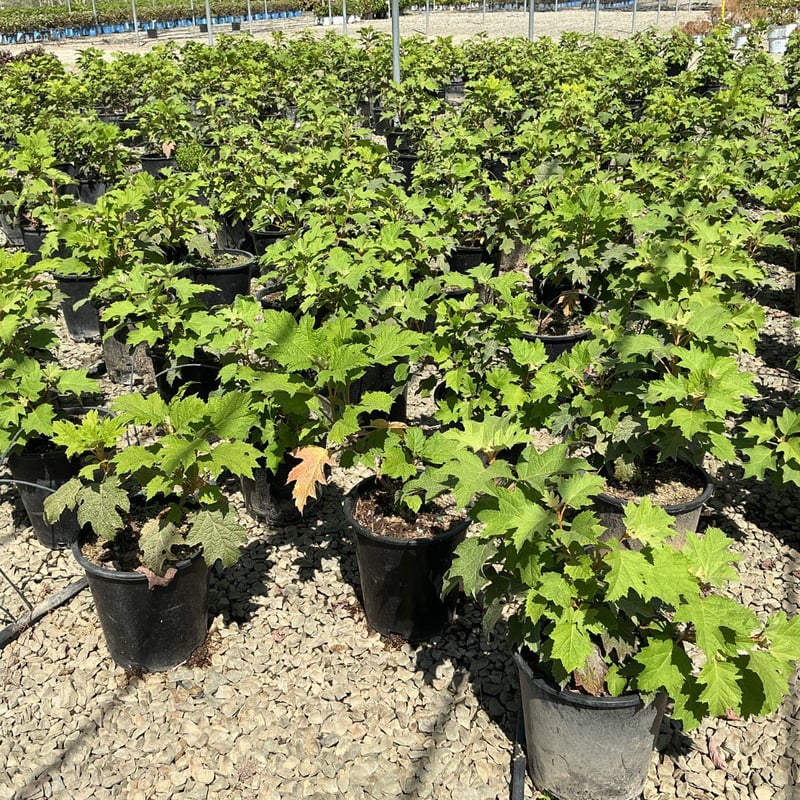 Photo for Hydrangea quercifolia (Oakleaf Hydrangea)