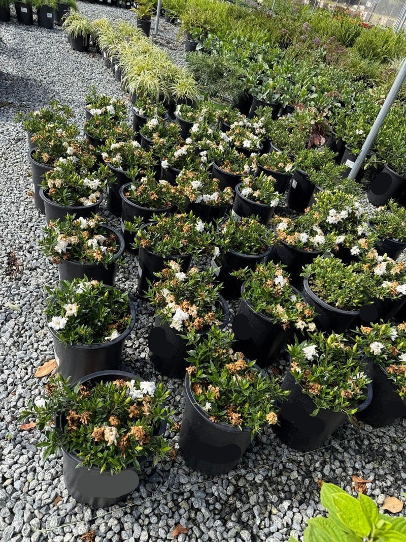 Photo for Gardenia jasminoides 'Radicans' (Dwarf Gardenia)