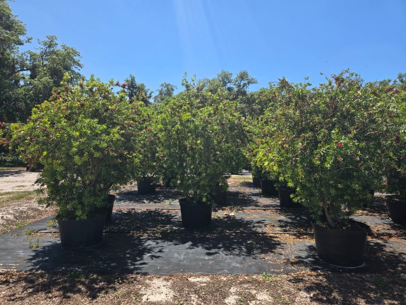 Photo for Callistemon rigidus 'Red Cluster' (Multi) (Red Cluster Bottlebrush)
