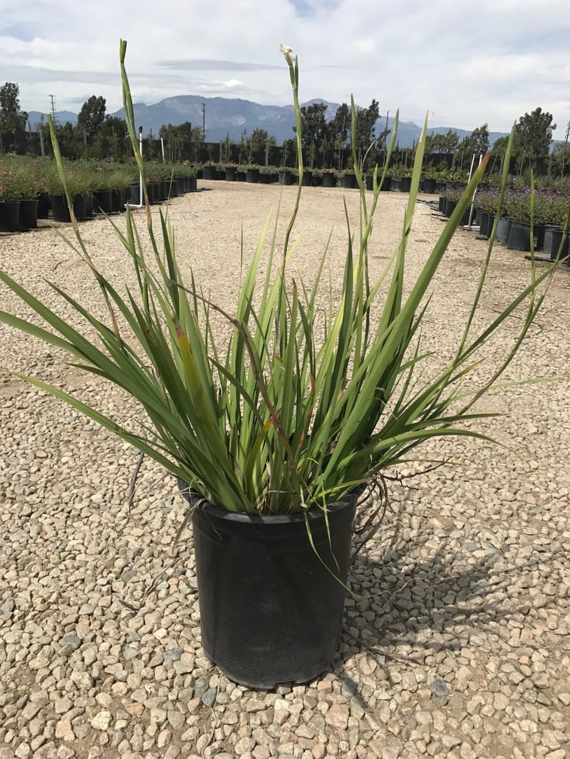 Photo for Dietes vegeta (Moraea iridioides) (Fortnight Lily)