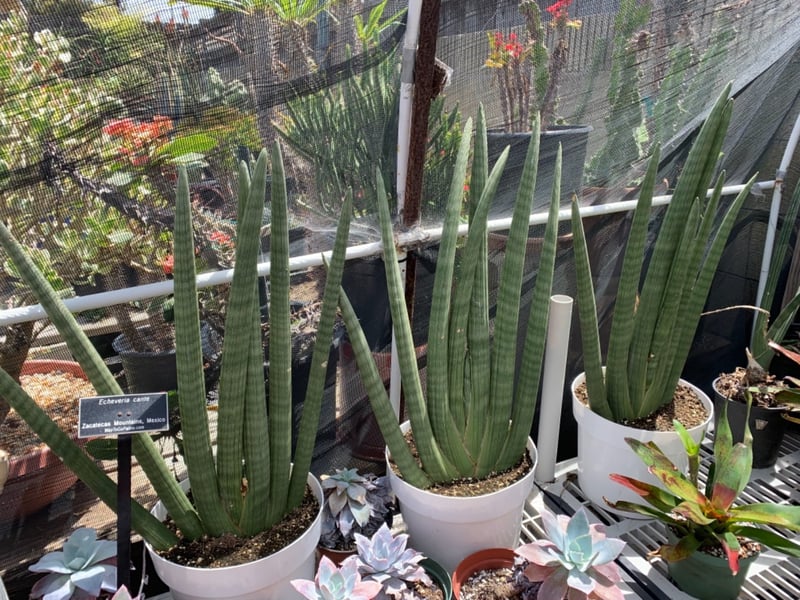 Photo for Aloe plicatilis (Fan Aloe)