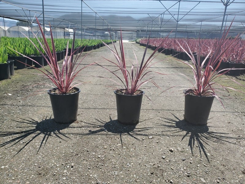 Photo for Cordyline 'Electric Pink' (Pink variegated Dracaena)