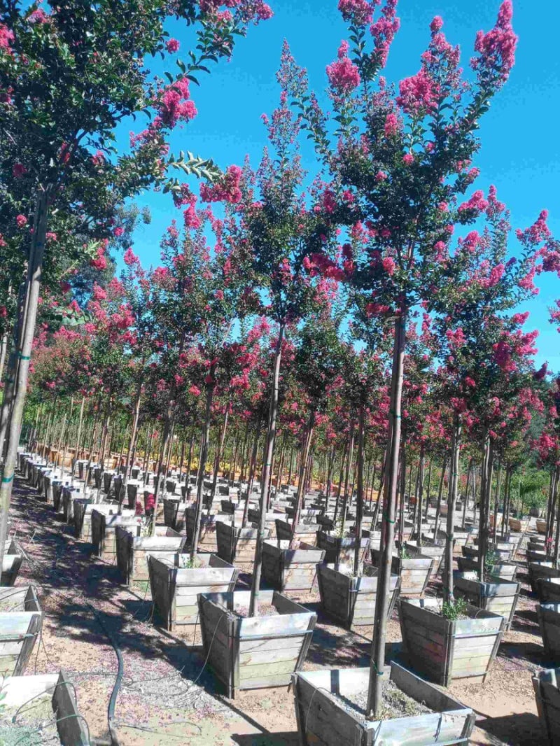 Photo for Lagerstroemia indica x fauriei 'Tuscarora' (Tuscarora Crape Myrtle)