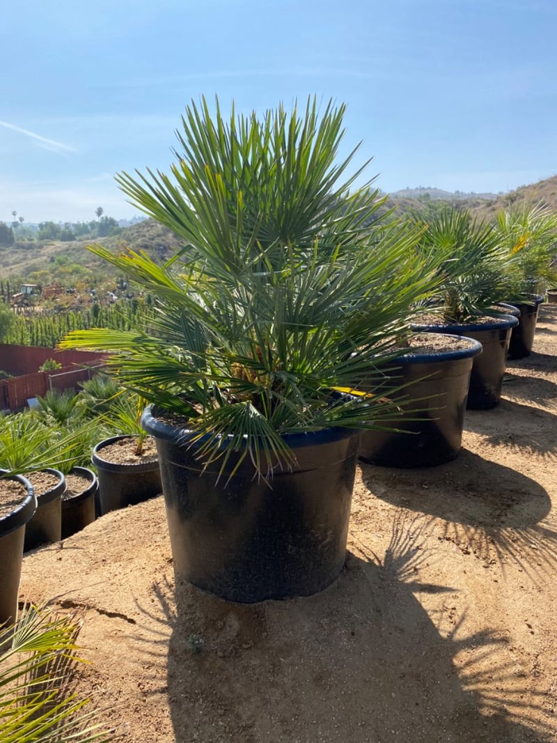 Photo for Chamaerops humilis (Mediterranean Fan Palm)