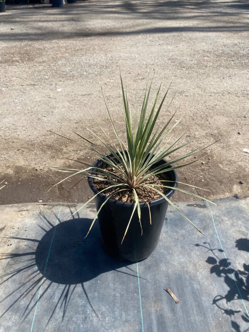 Photo for Cordyline australis 'Pink Champagne' (Pink and White Cordyline )
