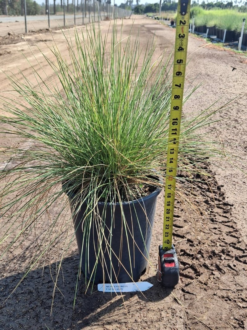 Photo for Muhlenbergia capillaris 'Pink Cloud' (Pink Cloud Muhly)