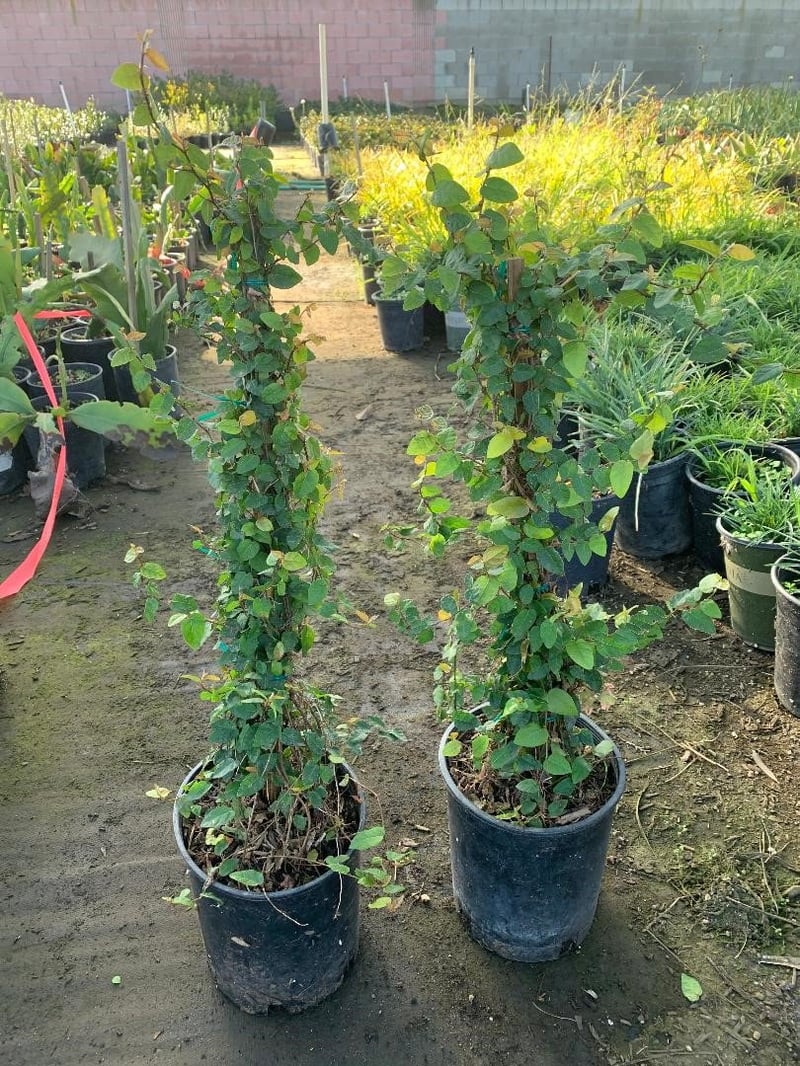 Photo for Ficus repens (Creeping Fig)