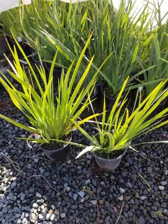 Photo for Dietes vegeta 'Variegata' (Variegated Fortnight Lily)