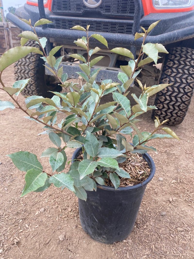 Photo for Elaeagnus pungens (Silverberry)