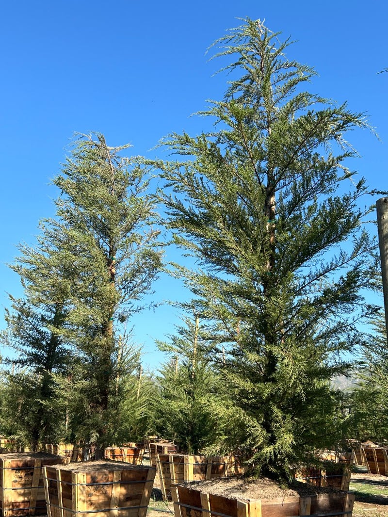 Photo for Cupressus macrocarpa (Monterey Cypress)