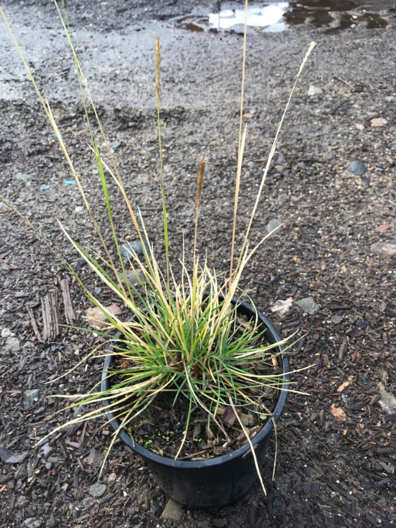 Photo for Sesleria autumnalis (Autumn Moor Grass)