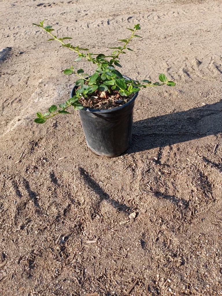 Photo for Ceanothus griseus horizontalis (Carmel Creeper, Wild Lilac)