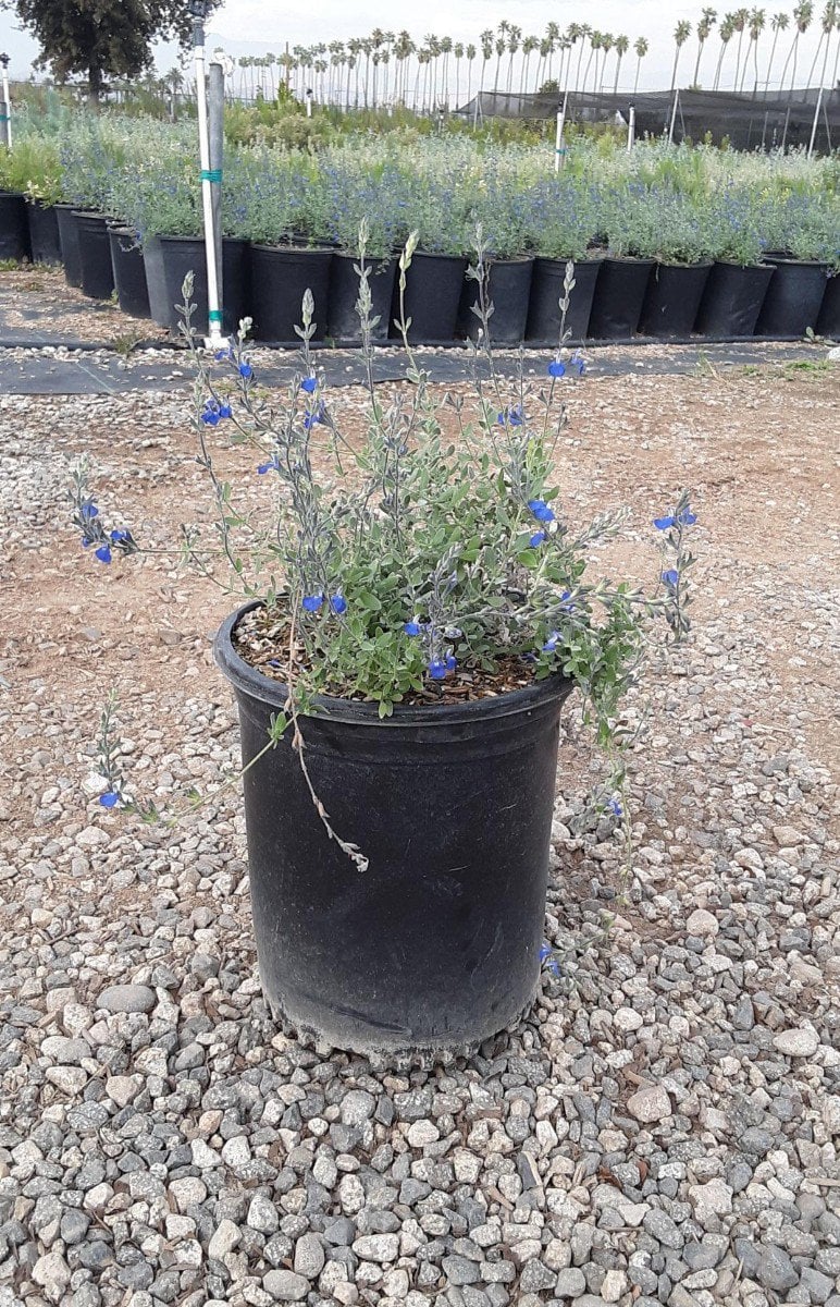 Photo for Salvia chamaedryoides (Germander Sage)