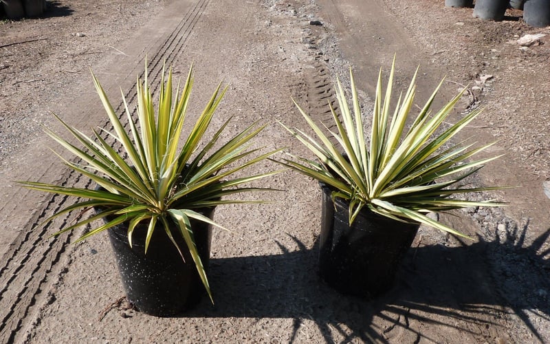 Photo for Yucca filamentosa 'Color Guard' (Color Guard Yucca)