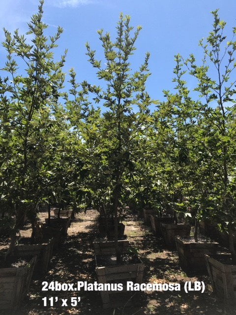 Photo for Platanus racemosa (Low Branch) (California Sycamore)