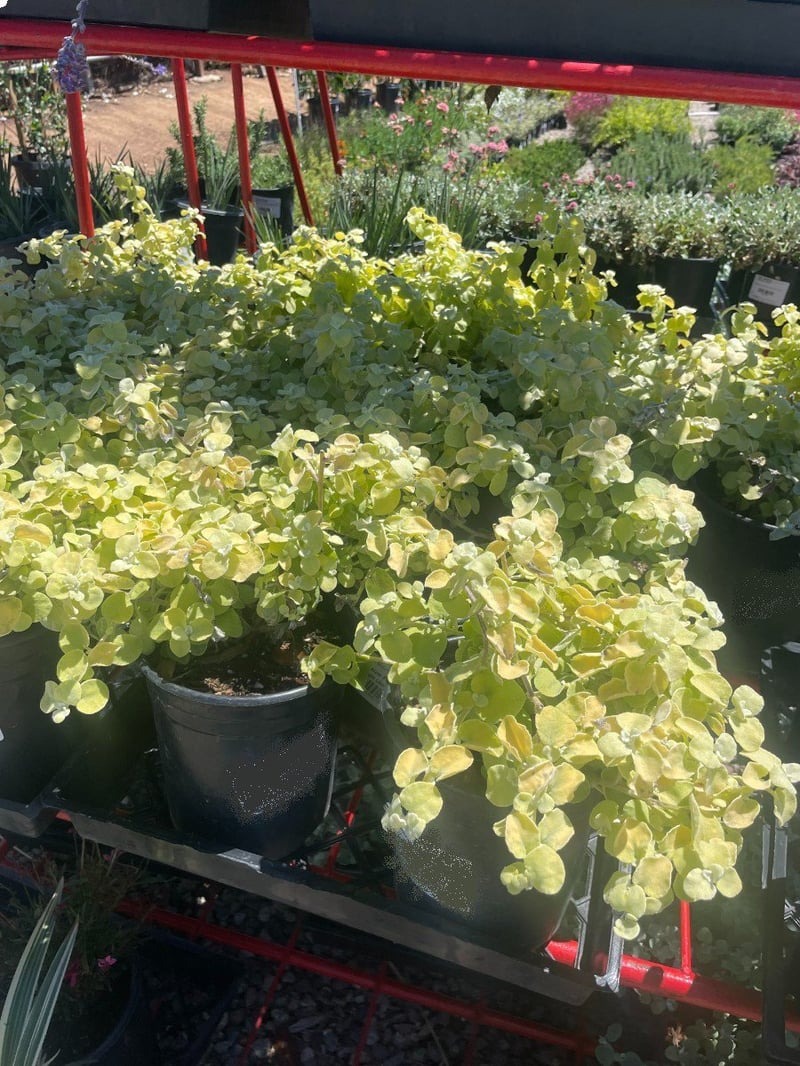 Photo for Helichrysum petiolare 'Limelight' (Licorice Plant 'Limelight')