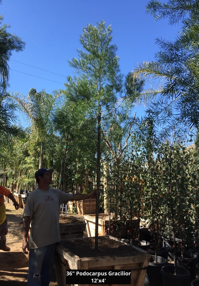 Photo for Podocarpus gracilior (Standard) (Fern Pine)