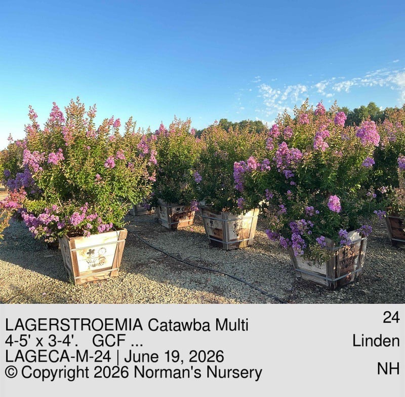 Photo for Lagerstroemia indica 'Catawba' (Multi) (Catawba Crape Myrtle)