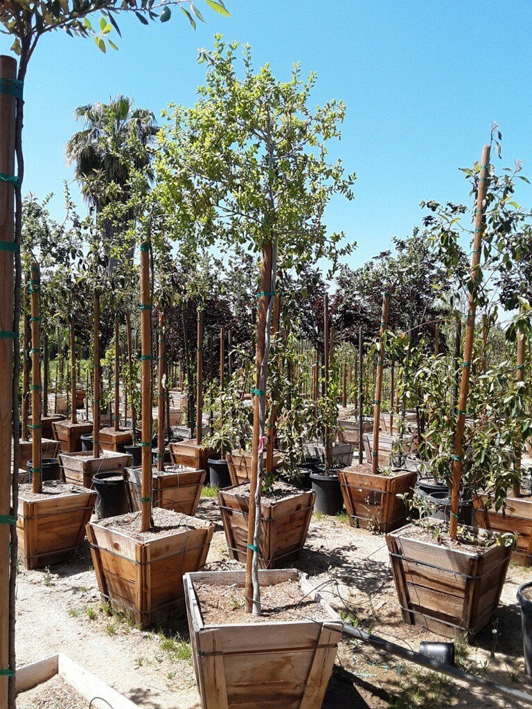 Photo for Quercus agrifolia (Standard) (Coast Live Oak)