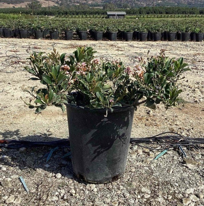 Photo for Rhaphiolepis indica 'Ballerina' (Ballerina Indian Hawthorn)