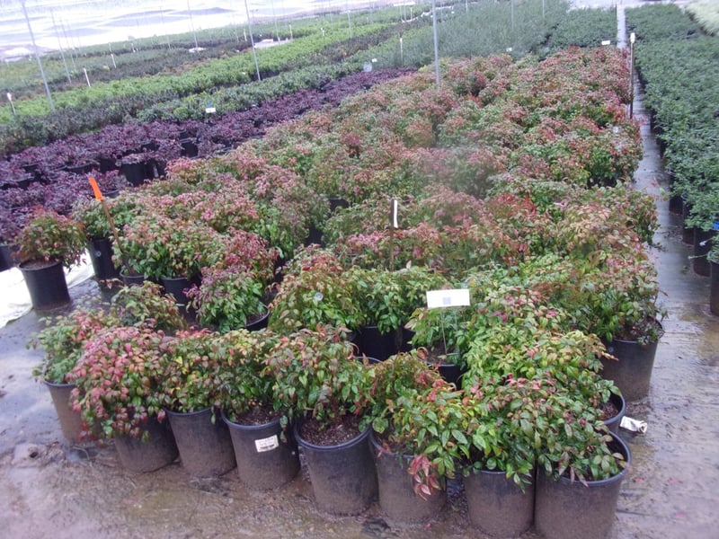 Photo for Nandina domestica 'Nana' (Dwarf Heavenly Bamboo)