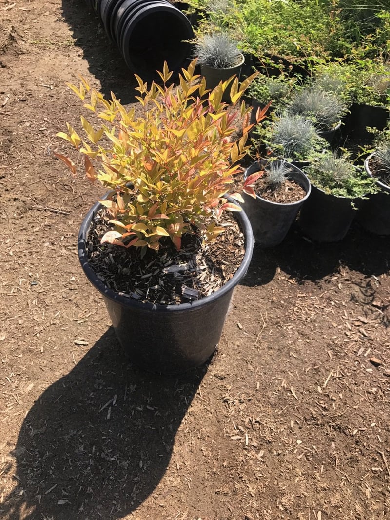 Photo for Nandina domestica 'Monfar' (Sienna Sunrise Heavenly Bamboo)