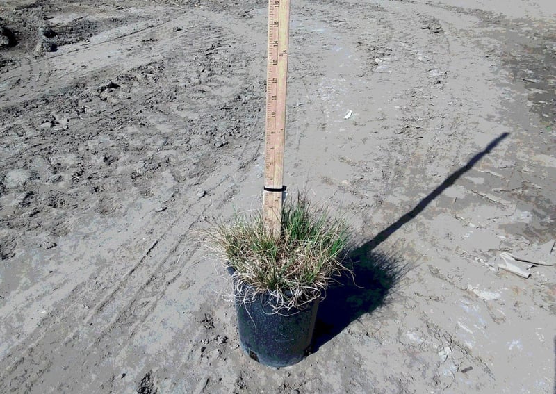 Photo for Bouteloua gracilis (Blue Gramma Grass)