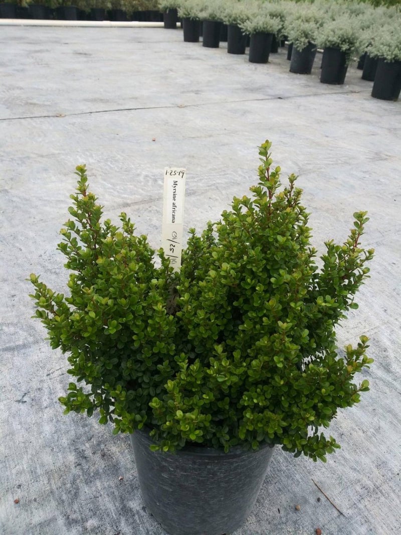 Photo for Myrsine africana (African Boxwood)
