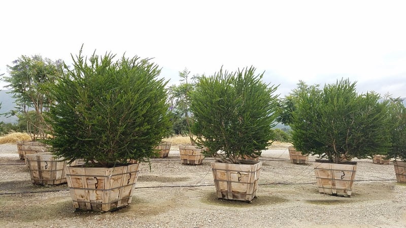 Photo for Melaleuca nesophila (Low Branch) (Pink Melaleuca)