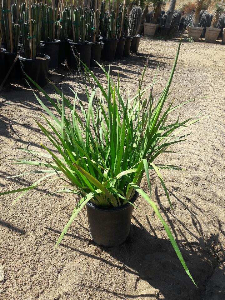 Photo for Dietes iridioides (White African Iris, Fortnight Lily)