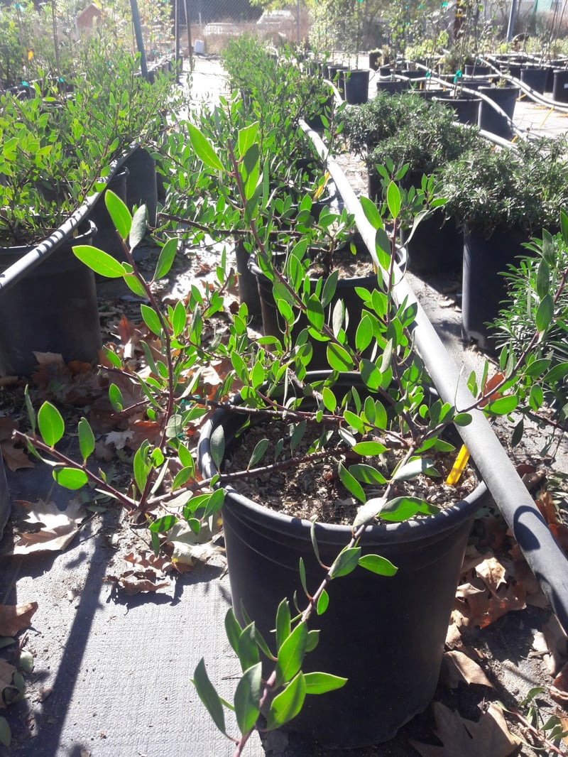 Photo for Arctostaphylos densiflora 'Howard Mcminn' (Howard McMinn Manzanita)