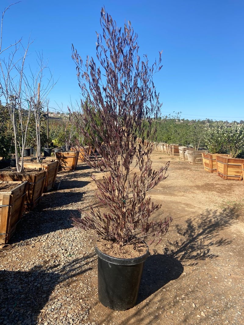 Photo for Dodonaea viscosa 'Purpurea' (Purple-leafed Hop-bush)