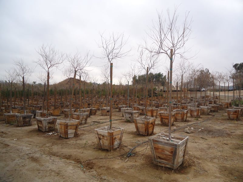 Photo for Chilopsis linearis 'Burgundy' (Burgundy Desert Willow)
