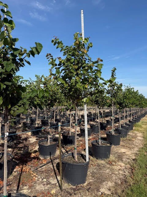 Photo for Cercis canadensis var. texenis (Multi) (Texas Redbud)