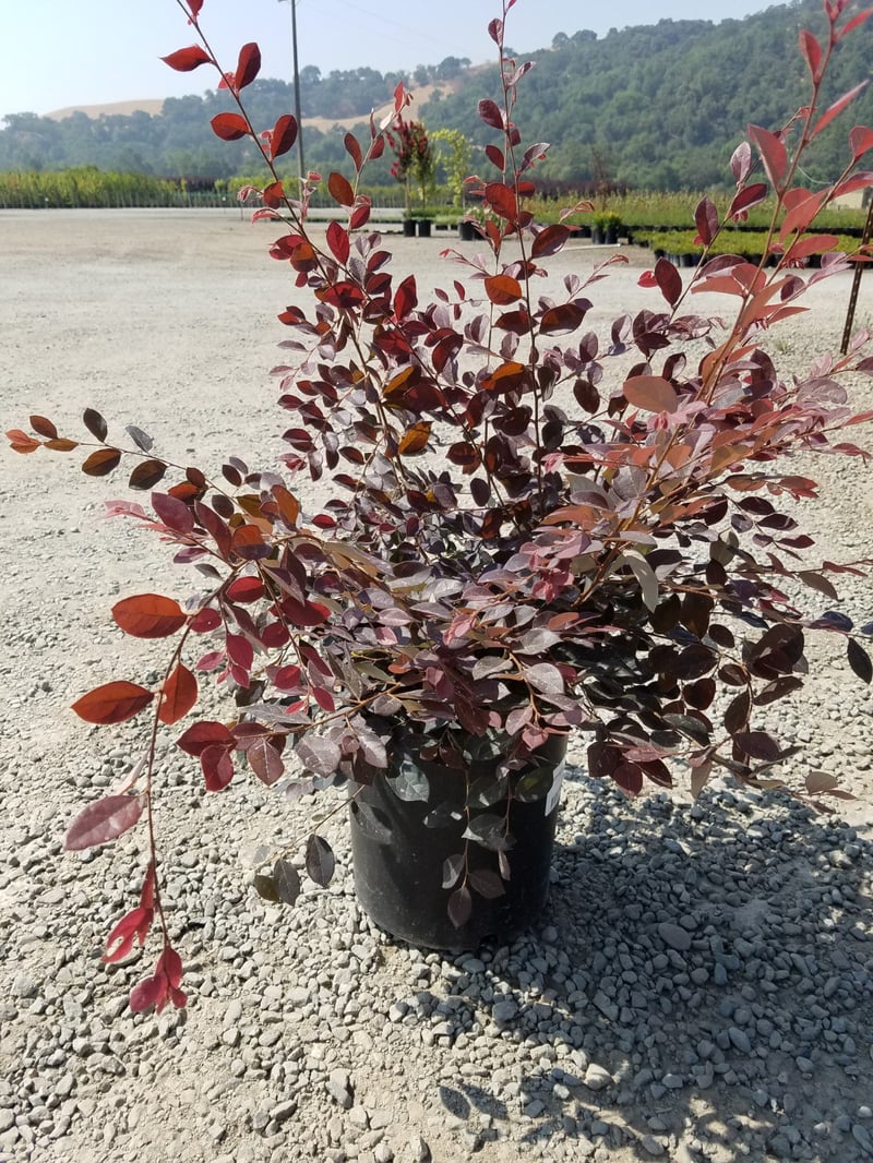 Photo for Loropetalum chinense var. rubrum 'Purple Majesty' (Purple Majesty Fringe Flower)