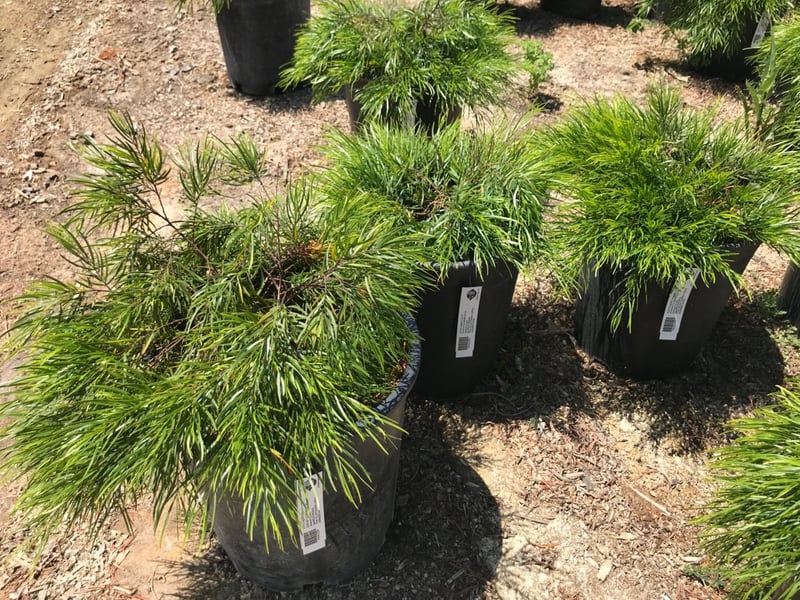 Photo for Acacia cognata 'Cousin Itt' (Little River Wattle)