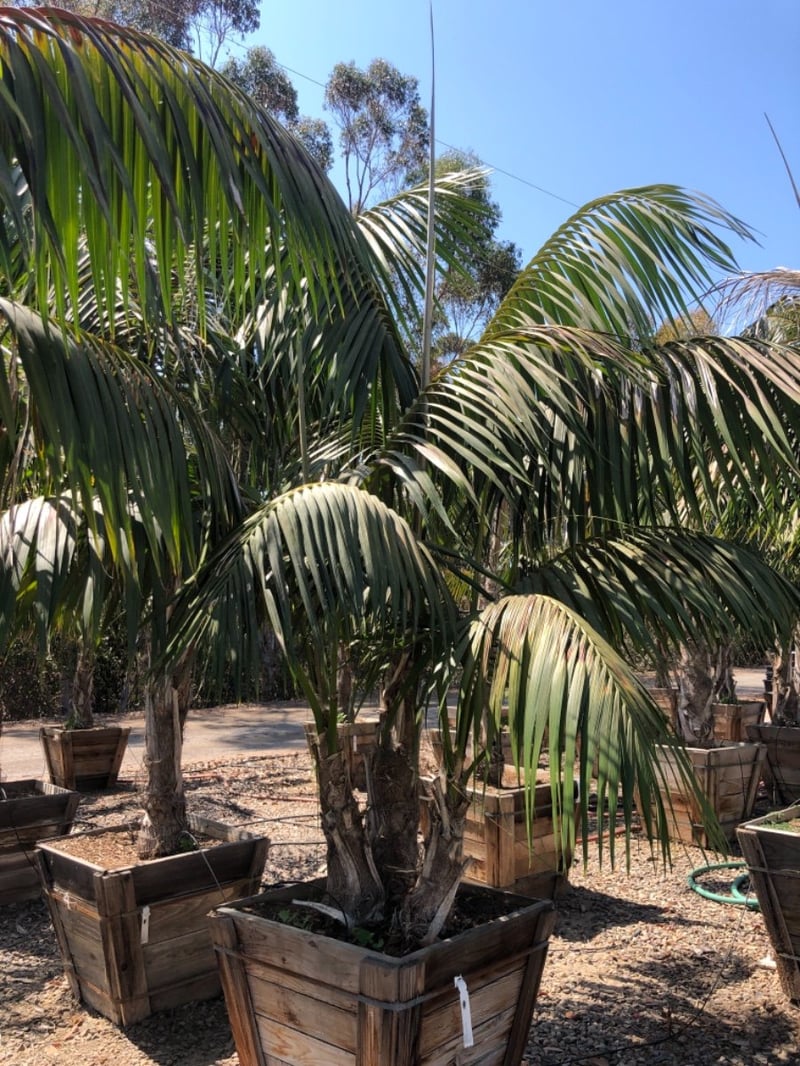 Photo for Howea forsteriana (Multi) (Kentia Palm)