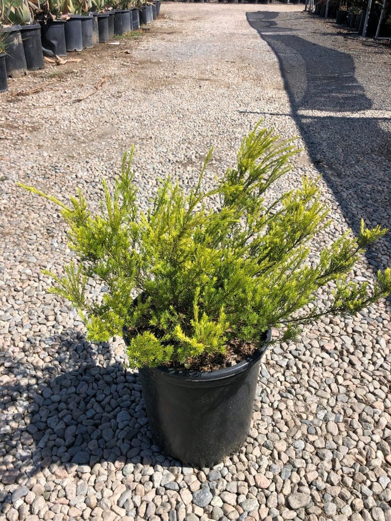 Photo for Coleonema pulchellum 'Pacific Gold' (Pacific Gold Breath of Heaven)