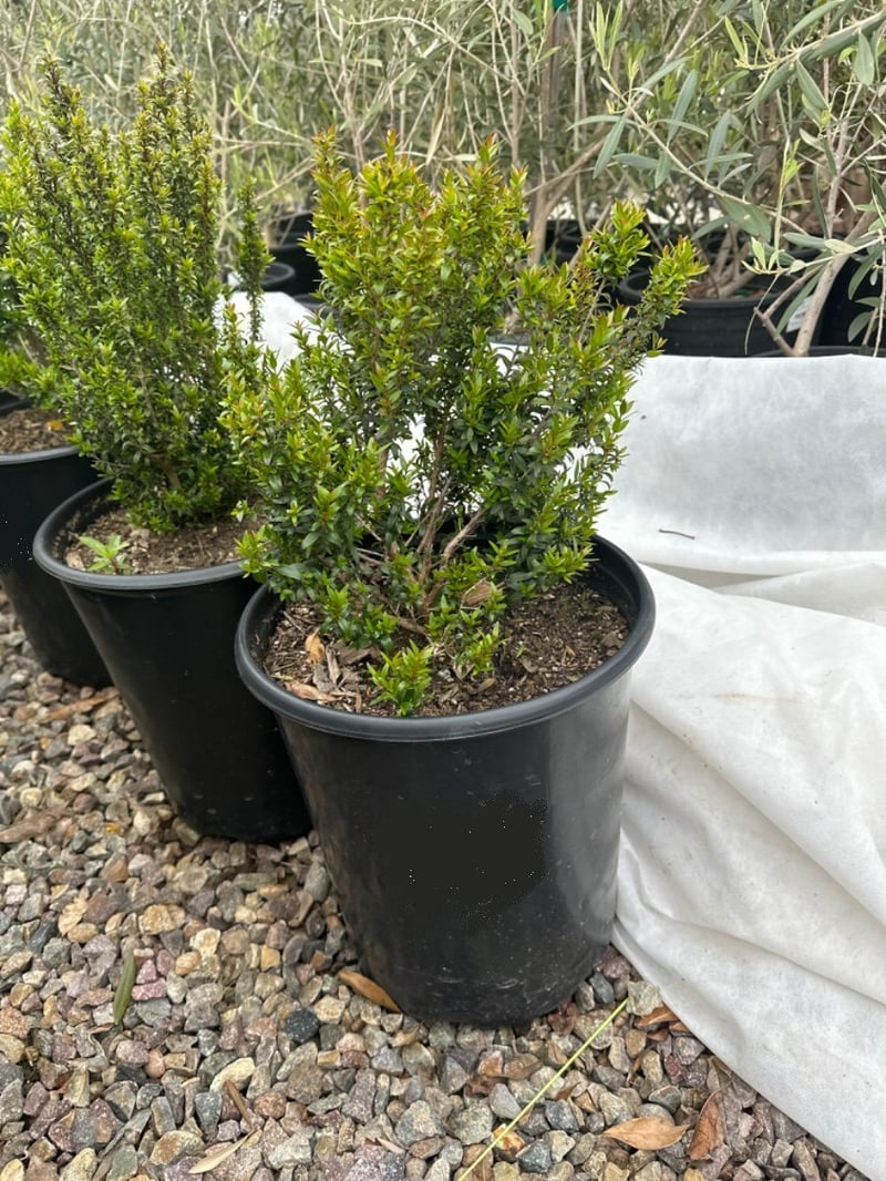 Photo for Myrtus communis 'Compacta' (Dwarf Myrtle)