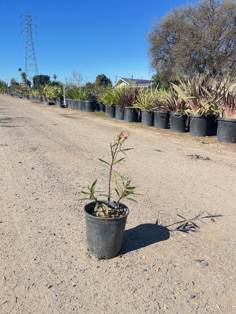 Photo for Asclepias tuberosa (Butterfly Weed)
