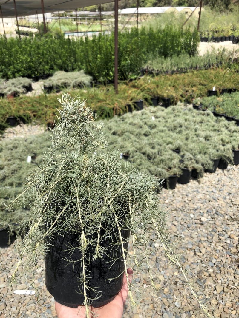 Photo for Artemisia californica 'Canyon Gray' (Canyon Gray Coastal Sagebrush)