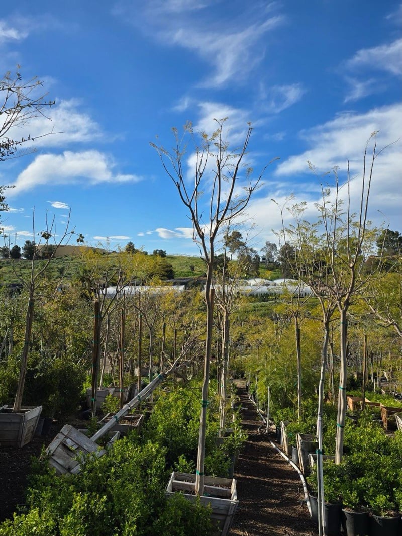 Photo for Jacaranda mimosifolia (Standard) (Jacaranda)