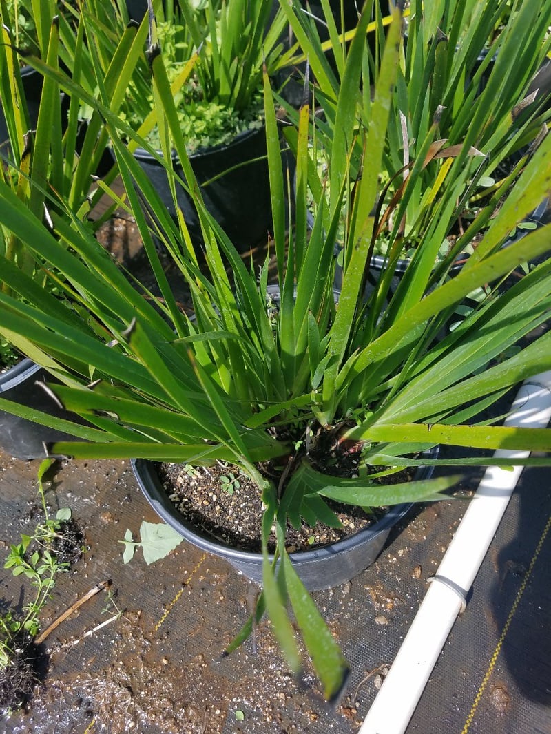 Photo for Anigozanthos flavidus (Kangaroo Paw)