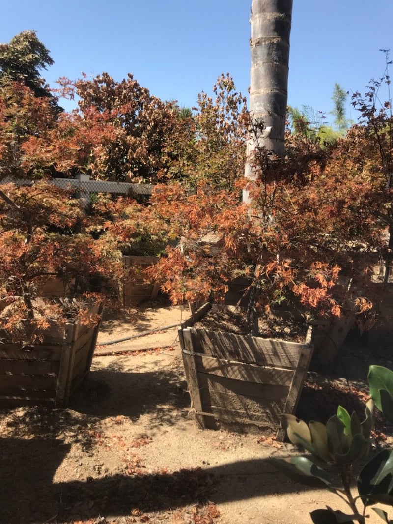 Photo for Acer palmatum 'Burgundy Lace' (Burgundy Lace Japanese Maple)