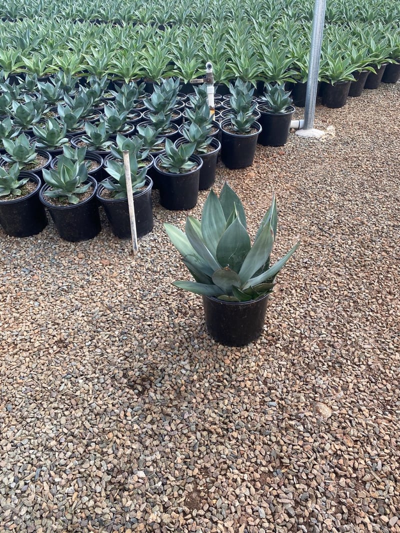 Photo for Agave celsii var. albicans 'UCB' (Agave celsii var. albicans 'UCB')