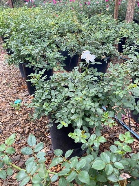 Photo for Rosa 'Flower Carpet White' (Flower Carpet White Rose)