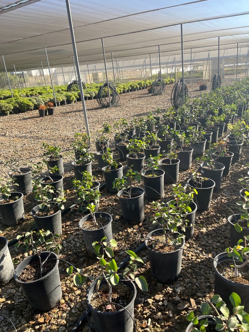 Photo for Rhus ovata (Sugar Bush)